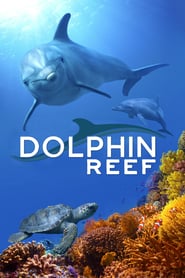 Delfines, La Vida en El Arrecife